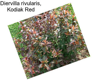 Diervilla rivularis, Kodiak Red