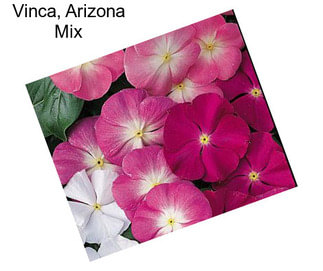 Vinca, Arizona Mix