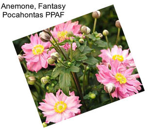 Anemone, Fantasy Pocahontas PPAF