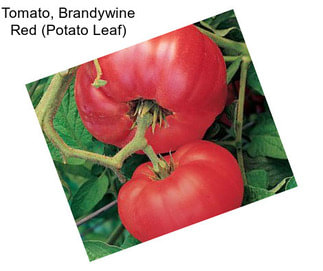 Tomato, Brandywine Red (Potato Leaf)