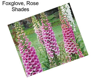Foxglove, Rose Shades