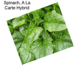 Spinach, A La Carte Hybrid