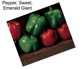 Pepper, Sweet, Emerald Giant