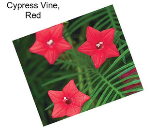 Cypress Vine, Red