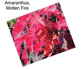 Amaranthus, Molten Fire