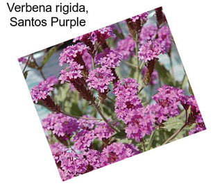 Verbena rigida, Santos Purple