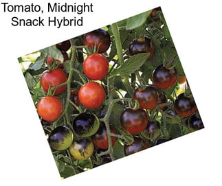 Tomato, Midnight Snack Hybrid