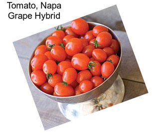 Tomato, Napa Grape Hybrid