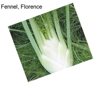 Fennel, Florence