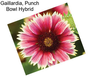 Gaillardia, Punch Bowl Hybrid