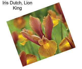 Iris Dutch, Lion King