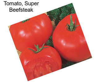 Tomato, Super Beefsteak