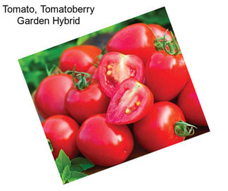 Tomato, Tomatoberry Garden Hybrid