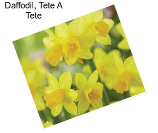 Daffodil, Tete A Tete