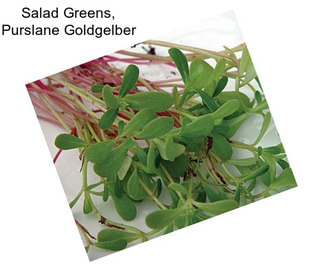 Salad Greens, Purslane Goldgelber