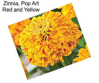 Zinnia, Pop Art Red and Yellow