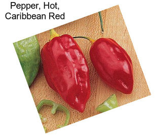 Pepper, Hot, Caribbean Red