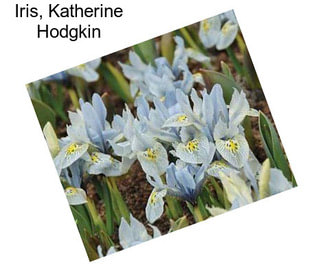 Iris, Katherine Hodgkin