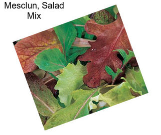 Mesclun, Salad Mix