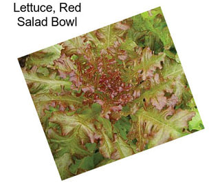 Lettuce, Red Salad Bowl