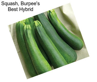 Squash, Burpee\'s Best Hybrid