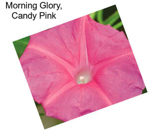 Morning Glory, Candy Pink
