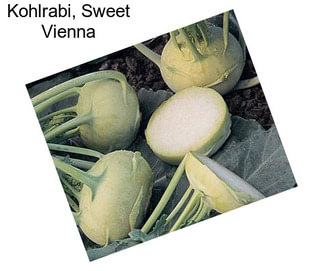 Kohlrabi, Sweet Vienna