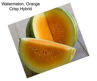 Watermelon, Orange Crisp Hybrid