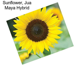 Sunflower, Jua Maya Hybrid