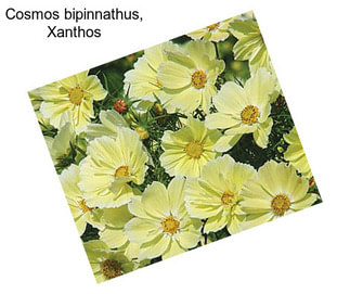 Cosmos bipinnathus, Xanthos