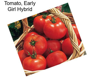 Tomato, Early Girl Hybrid