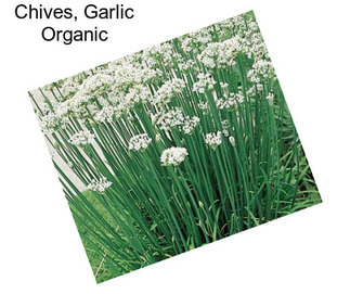 Chives, Garlic Organic