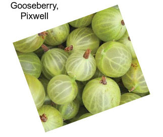 Gooseberry, Pixwell