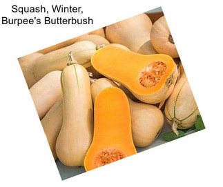 Squash, Winter, Burpee\'s Butterbush