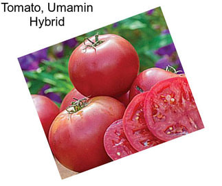 Tomato, Umamin Hybrid