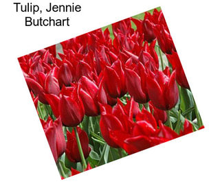 Tulip, Jennie Butchart