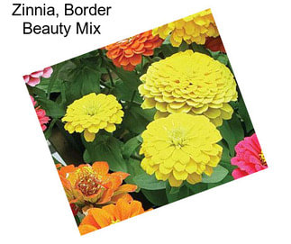 Zinnia, Border Beauty Mix
