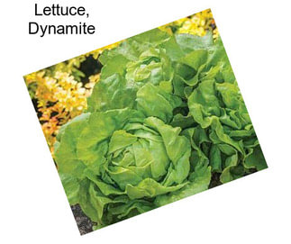 Lettuce, Dynamite