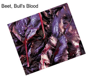 Beet, Bull\'s Blood