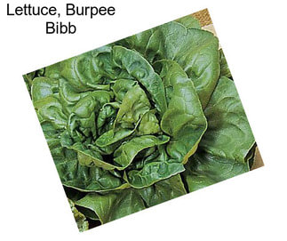 Lettuce, Burpee Bibb