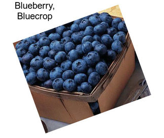 Blueberry, Bluecrop