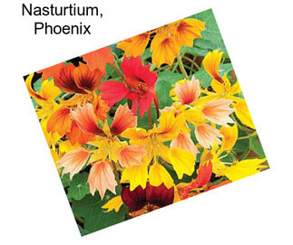 Nasturtium, Phoenix