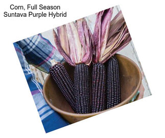 Corn, Full Season Suntava Purple Hybrid