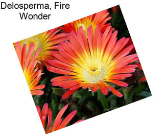 Delosperma, Fire Wonder