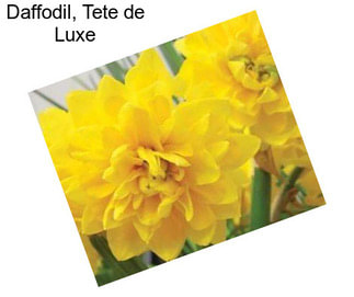 Daffodil, Tete de Luxe