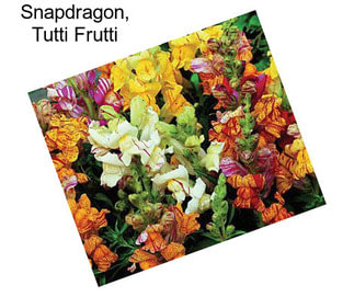 Snapdragon, Tutti Frutti