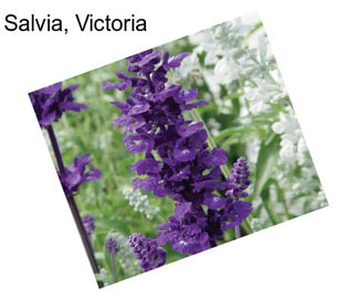 Salvia, Victoria
