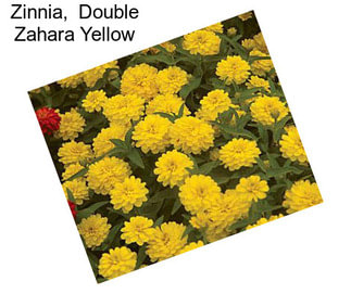 Zinnia,  Double Zahara Yellow