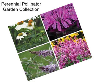 Perennial Pollinator Garden Collection