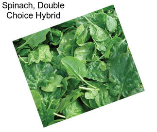 Spinach, Double Choice Hybrid